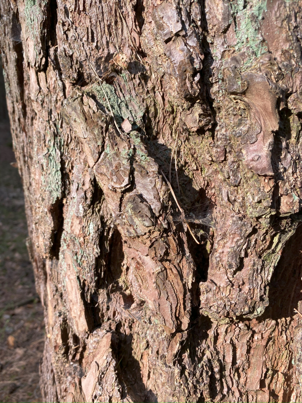 Lebenssinn - zwischen Begrenztheit und Freiraum