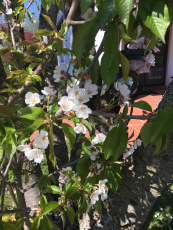 Regressionsarbeit in Geburt und fr�he Kindheit